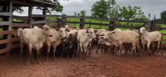 Gado furtado na linha 603 na zona rural de Jaru, RO — Foto: Reprodução/ redes sociais
